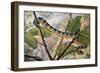 Wagler's Pit Viper or Temple Viper (Trimeresurus Wagleri), Viperidae-null-Framed Giclee Print