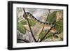 Wagler's Pit Viper or Temple Viper (Trimeresurus Wagleri), Viperidae-null-Framed Giclee Print