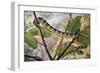 Wagler's Pit Viper or Temple Viper (Trimeresurus Wagleri), Viperidae-null-Framed Premium Giclee Print