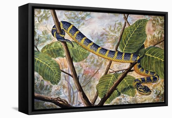 Wagler's Pit Viper or Temple Viper (Trimeresurus Wagleri), Viperidae-null-Framed Stretched Canvas