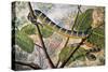 Wagler's Pit Viper or Temple Viper (Trimeresurus Wagleri), Viperidae-null-Stretched Canvas