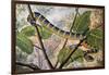 Wagler's Pit Viper or Temple Viper (Trimeresurus Wagleri), Viperidae-null-Framed Giclee Print