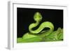 Wagler's Pit Viper (Tropidolaemus Wagleri) Resting in Vegetation. Danum Valley, Sabah, Borneo-Nick Garbutt-Framed Photographic Print