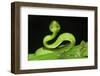 Wagler's Pit Viper (Tropidolaemus Wagleri) Resting in Vegetation. Danum Valley, Sabah, Borneo-Nick Garbutt-Framed Photographic Print