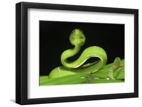 Wagler's Pit Viper (Tropidolaemus Wagleri) Resting in Vegetation. Danum Valley, Sabah, Borneo-Nick Garbutt-Framed Photographic Print