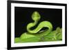 Wagler's Pit Viper (Tropidolaemus Wagleri) Resting in Vegetation. Danum Valley, Sabah, Borneo-Nick Garbutt-Framed Photographic Print