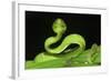 Wagler's Pit Viper (Tropidolaemus Wagleri) Resting in Vegetation. Danum Valley, Sabah, Borneo-Nick Garbutt-Framed Photographic Print