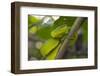 Wagler's Pit Viper-Louise Murray-Framed Photographic Print