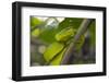Wagler's Pit Viper-Louise Murray-Framed Photographic Print