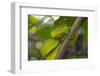 Wagler's Pit Viper-Louise Murray-Framed Photographic Print