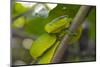 Wagler's Pit Viper-Louise Murray-Mounted Photographic Print