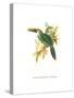 Wagler's Toucanet-John Gould-Stretched Canvas
