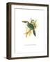 Wagler's Toucanet-John Gould-Framed Art Print