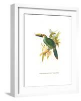 Wagler's Toucanet-John Gould-Framed Art Print