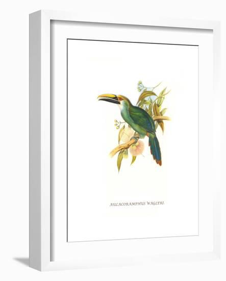 Wagler's Toucanet-John Gould-Framed Art Print