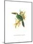 Wagler's Toucanet-John Gould-Mounted Art Print