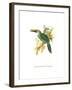 Wagler's Toucanet-John Gould-Framed Art Print