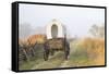 Wagon along the Oregon Trail at Whitman Mission, Walla Walla, Washington State-Brent Bergherm-Framed Stretched Canvas