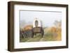 Wagon along the Oregon Trail at Whitman Mission, Walla Walla, Washington State-Brent Bergherm-Framed Photographic Print