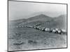 Wagon Train - Oregon Trail Wagon Train Reenactment, 1935-Ashael Curtis-Mounted Giclee Print