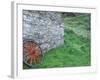 Wagon Wheel, Folkvillage, Ireland-Marilyn Parver-Framed Photographic Print