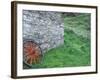 Wagon Wheel, Folkvillage, Ireland-Marilyn Parver-Framed Photographic Print