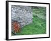 Wagon Wheel, Folkvillage, Ireland-Marilyn Parver-Framed Photographic Print