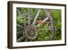 Wagon Wheel in Old Gold Town Barkersville, British Columbia, Canada-Michael DeFreitas-Framed Photographic Print