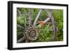 Wagon Wheel in Old Gold Town Barkersville, British Columbia, Canada-Michael DeFreitas-Framed Photographic Print