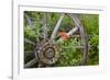 Wagon Wheel in Old Gold Town Barkersville, British Columbia, Canada-Michael DeFreitas-Framed Photographic Print