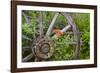 Wagon Wheel in Old Gold Town Barkersville, British Columbia, Canada-Michael DeFreitas-Framed Photographic Print