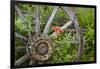 Wagon Wheel in Old Gold Town Barkersville, British Columbia, Canada-Michael DeFreitas-Framed Photographic Print