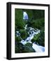 Wahkeena Falls, Columbia River Gorge, Oregon, USA-Charles Gurche-Framed Photographic Print