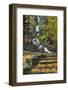 Wahkeena Falls-Steve Terrill-Framed Photographic Print