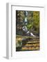 Wahkeena Falls-Steve Terrill-Framed Photographic Print