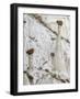 Wahweap Hoodoos, Arizona, USA-John Ford-Framed Photographic Print