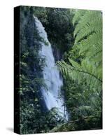 Waiere Falls Near Te Wairoa, North Island, New Zealand, Pacific-Ian Griffiths-Stretched Canvas