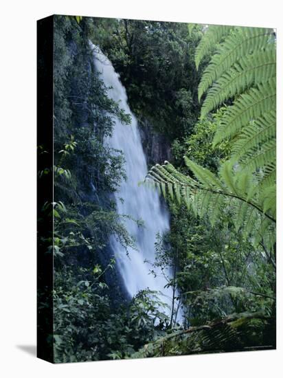 Waiere Falls Near Te Wairoa, North Island, New Zealand, Pacific-Ian Griffiths-Stretched Canvas