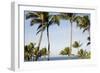 Wailea Beach Marriott Resort And Spa, Maui, Hawaii, USA: Palm Trees At The Resort-Axel Brunst-Framed Photographic Print