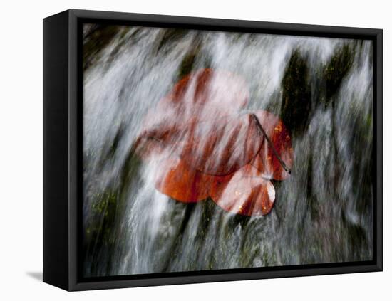 Waipio Valley, Hawaii: Detail of Leaves in Sacred Waterfall.-Ian Shive-Framed Stretched Canvas