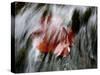 Waipio Valley, Hawaii: Detail of Leaves in Sacred Waterfall.-Ian Shive-Stretched Canvas