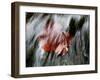 Waipio Valley, Hawaii: Detail of Leaves in Sacred Waterfall.-Ian Shive-Framed Photographic Print