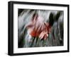 Waipio Valley, Hawaii: Detail of Leaves in Sacred Waterfall.-Ian Shive-Framed Photographic Print