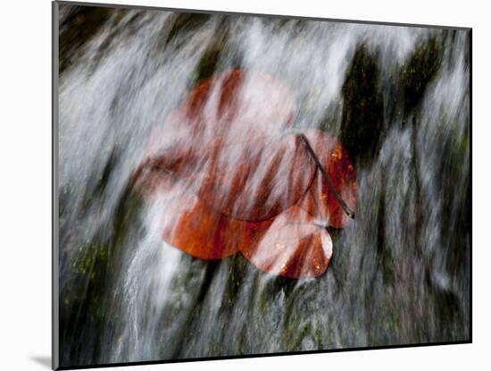 Waipio Valley, Hawaii: Detail of Leaves in Sacred Waterfall.-Ian Shive-Mounted Photographic Print