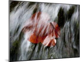 Waipio Valley, Hawaii: Detail of Leaves in Sacred Waterfall.-Ian Shive-Mounted Photographic Print
