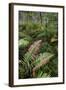 Waipoua Forest, North Island, New Zealand-David Noyes-Framed Photographic Print