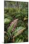 Waipoua Forest, North Island, New Zealand-David Noyes-Mounted Photographic Print