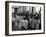 Waiters at the Grand Hotel Line Up at the Windows to Watch Sonja Henie Ice Skate Outside-Alfred Eisenstaedt-Framed Photographic Print