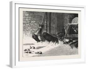 Waiting for a Break. 1876, Chicken, Chickens, Bird, Birds, Fowl, Fowls-null-Framed Giclee Print