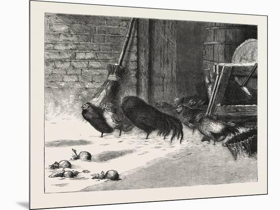 Waiting for a Break. 1876, Chicken, Chickens, Bird, Birds, Fowl, Fowls-null-Mounted Giclee Print